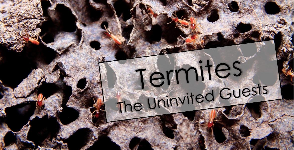 CE - Termites - The Uninvited Guest